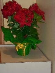 confezionatrice di bomboniere e piante