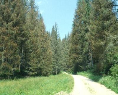 La-piana-del-Cansiglio