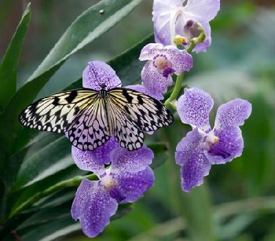 Casa-delle-Farfalle-a-Montegrotto-Terme