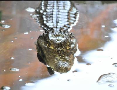Il-parco-faunistico-Cappeller-a-Cartigliano