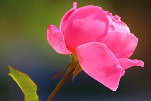 25 aprile a venezia, festa di san Marco e del boccolo