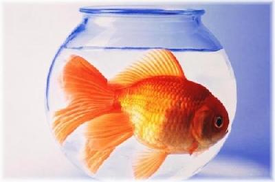 il primo di aprile è: il pesce d`aprile