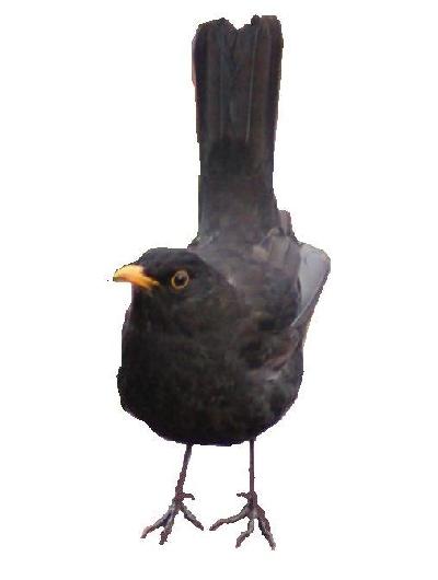 I giorni della Merla a fine gennaio