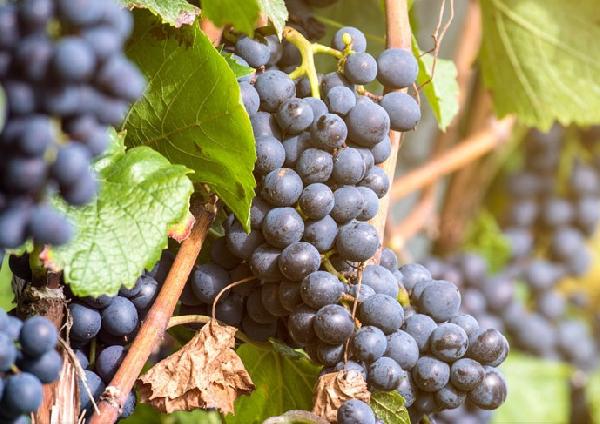 il clinton, un vino quasi dimenticato.